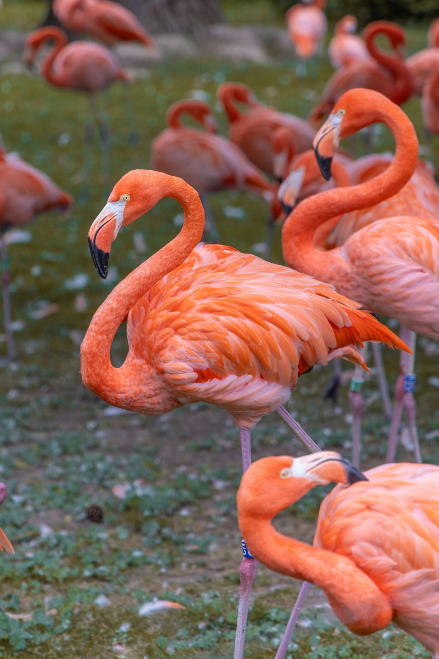 a group of flamingos standing around in a field