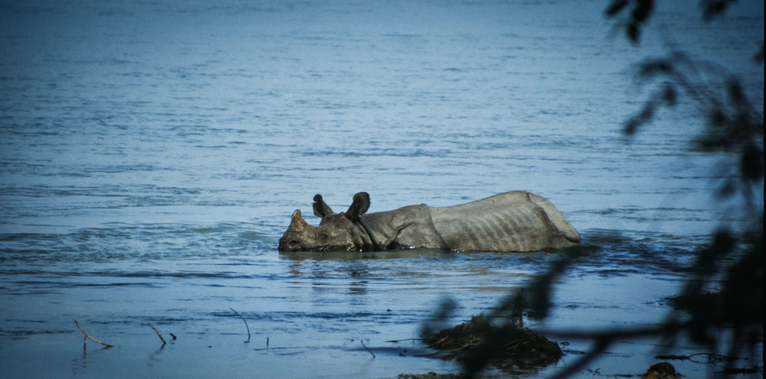 a hippopotamus laying on its back in a body of water