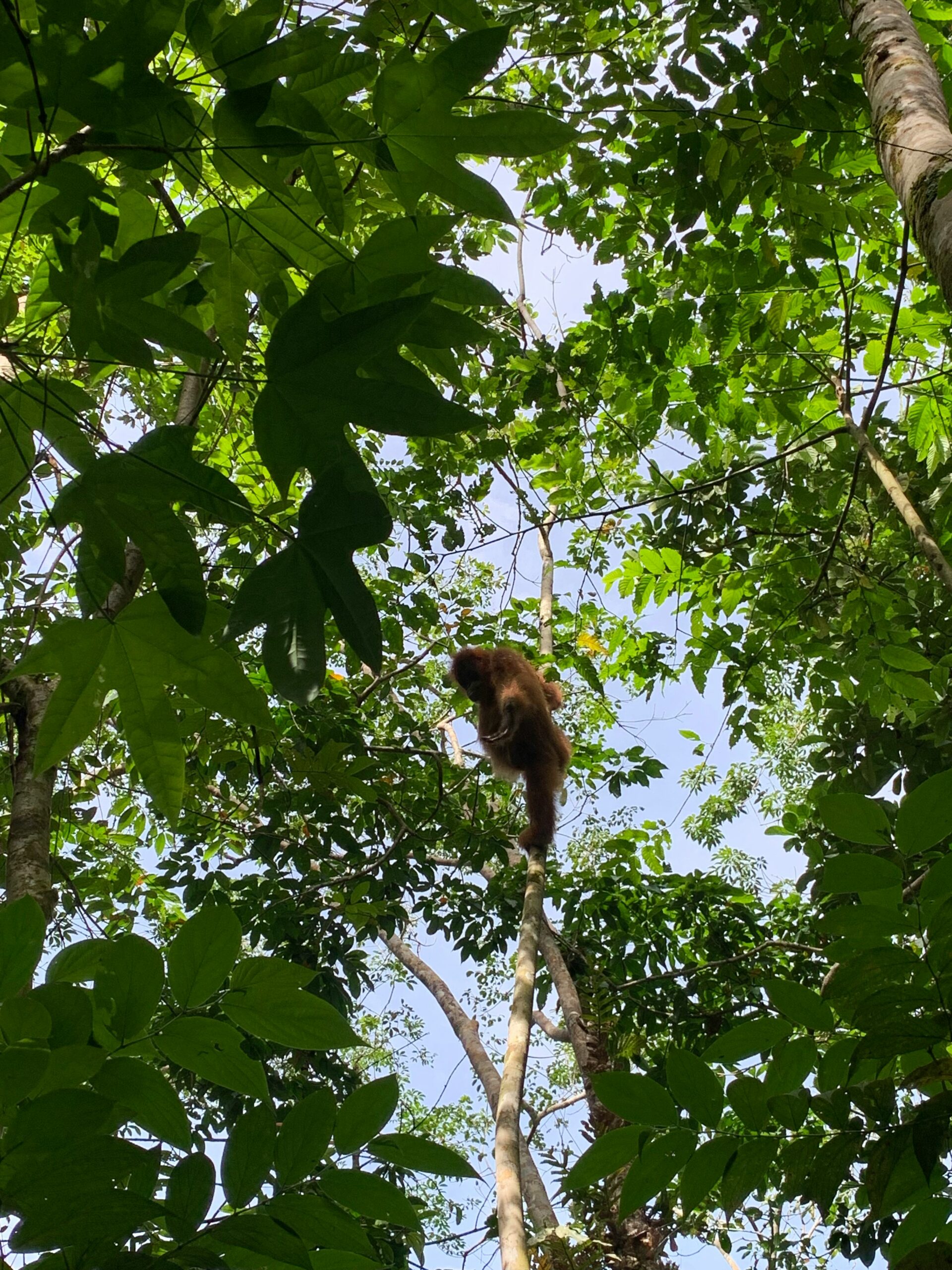 a monkey in a tree looking up at the sky
