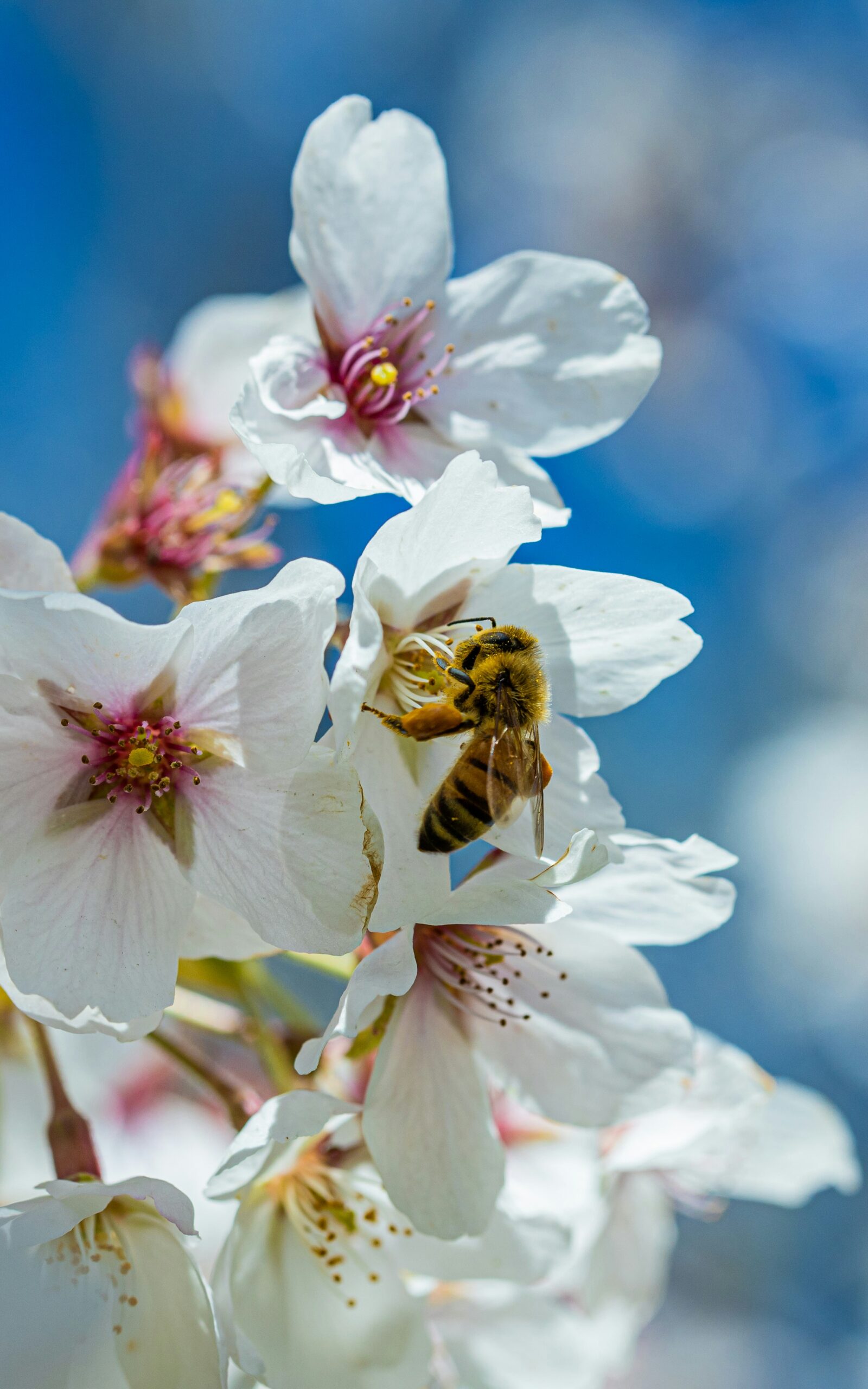 honeybee perched on white cherry blossom in close up photography during daytime