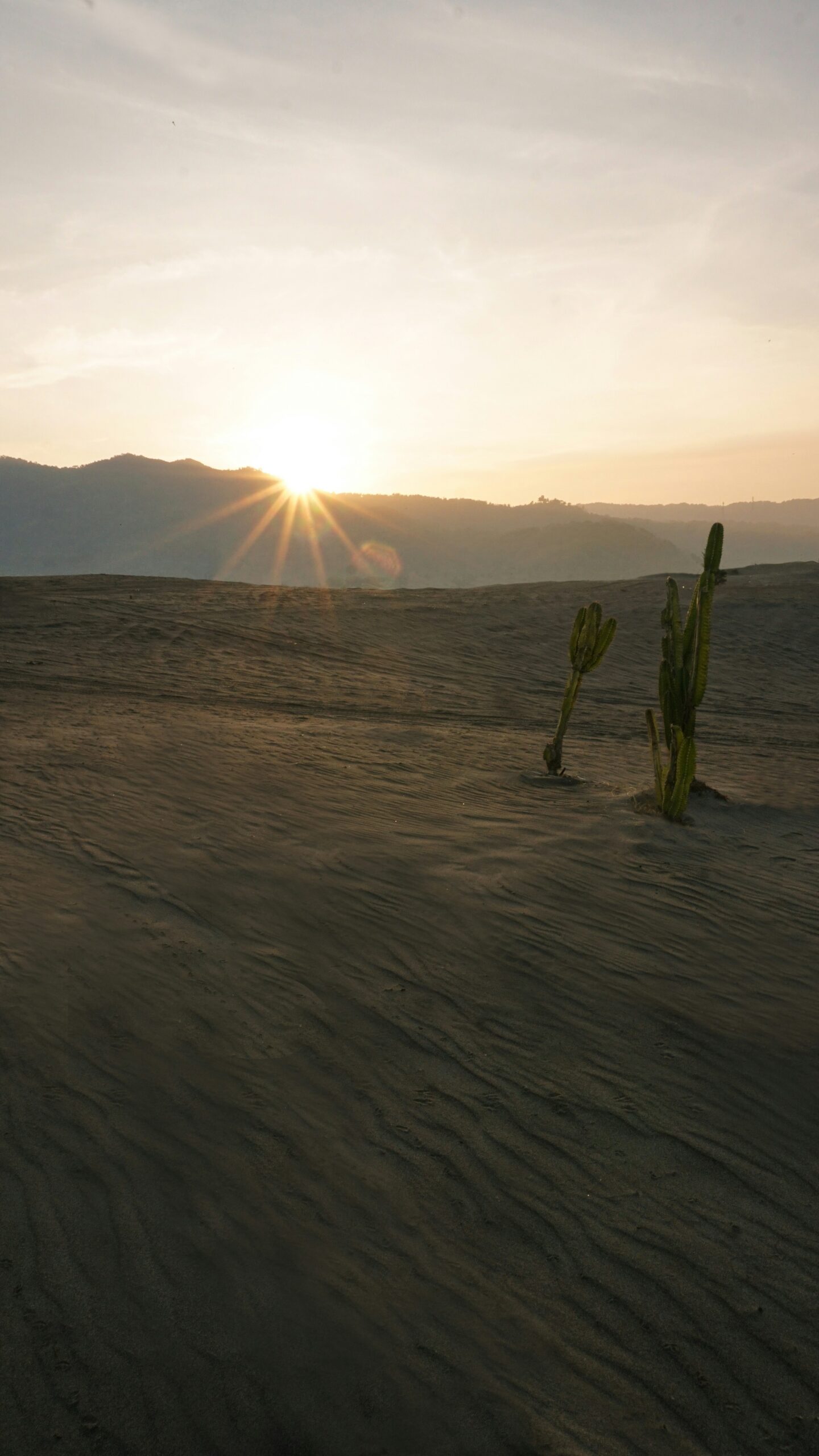 the sun is setting over the desert with a cactus in the foreground