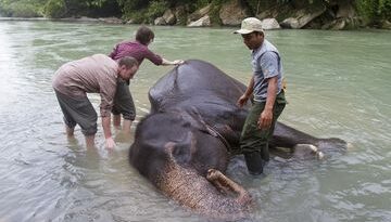 Gajah Sumatera: Hewan Besar yang Terancam Punah dan Perlu Dilestarikan