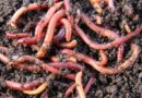 The Role of Insects, Spiders and Worms in Maintaining Soil Fertility