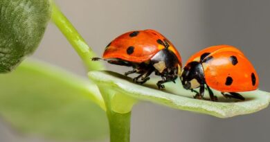 The Important Role of Insects in Ecosystems