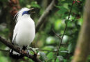 Birds of the Archipelago: Getting to Know the Charming Endemic Bird Types of Indonesia