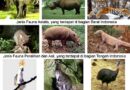 Diversity of Indonesian Fauna: An Animal Paradise Full of Uniqueness