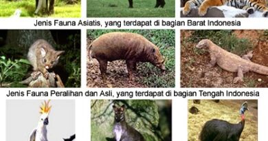 Diversity of Indonesian Fauna: An Animal Paradise Full of Uniqueness