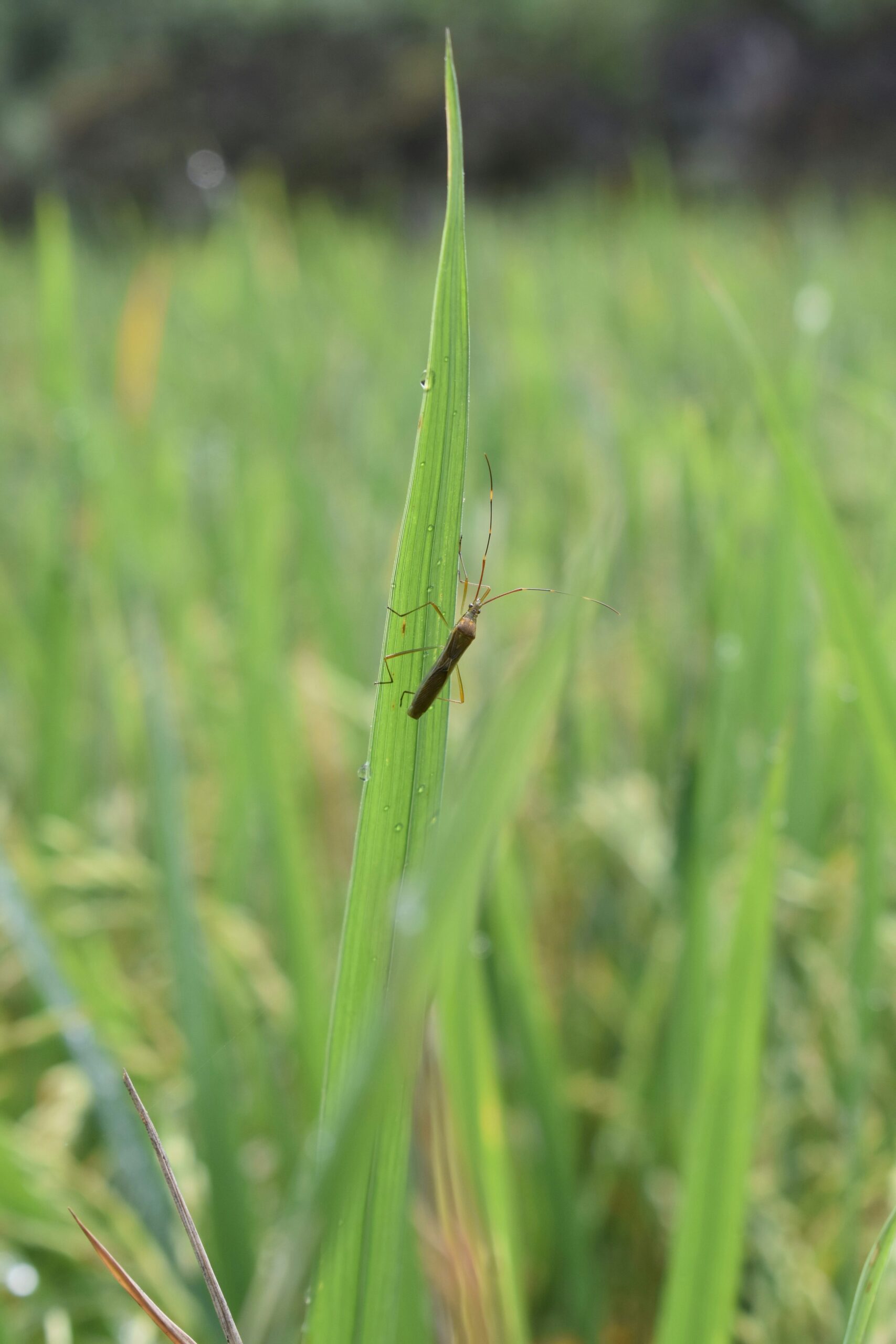 a bug is sitting on a blade of grass