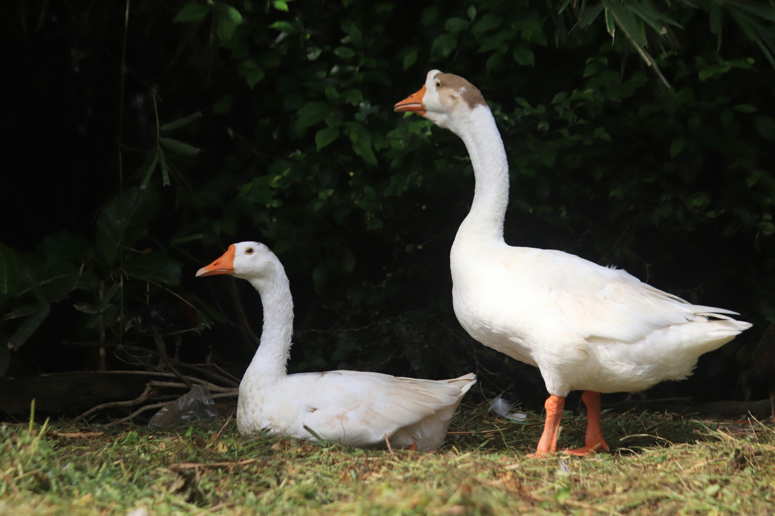 a couple of white ducks standing on top of a grass covered field