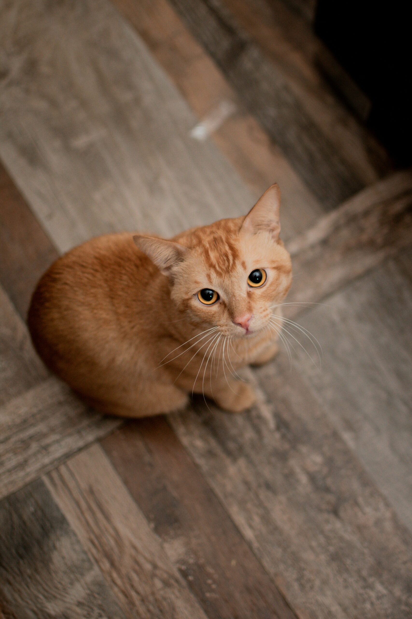 an orange cat sitting on top of a wooden floor
