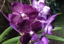 The Charm of Indonesian Orchids: Amazing Rare and Exotic Flowers