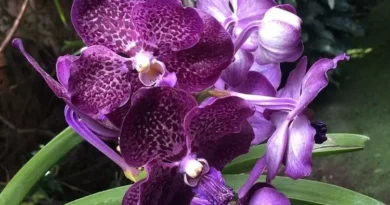 The Charm of Indonesian Orchids: Amazing Rare and Exotic Flowers