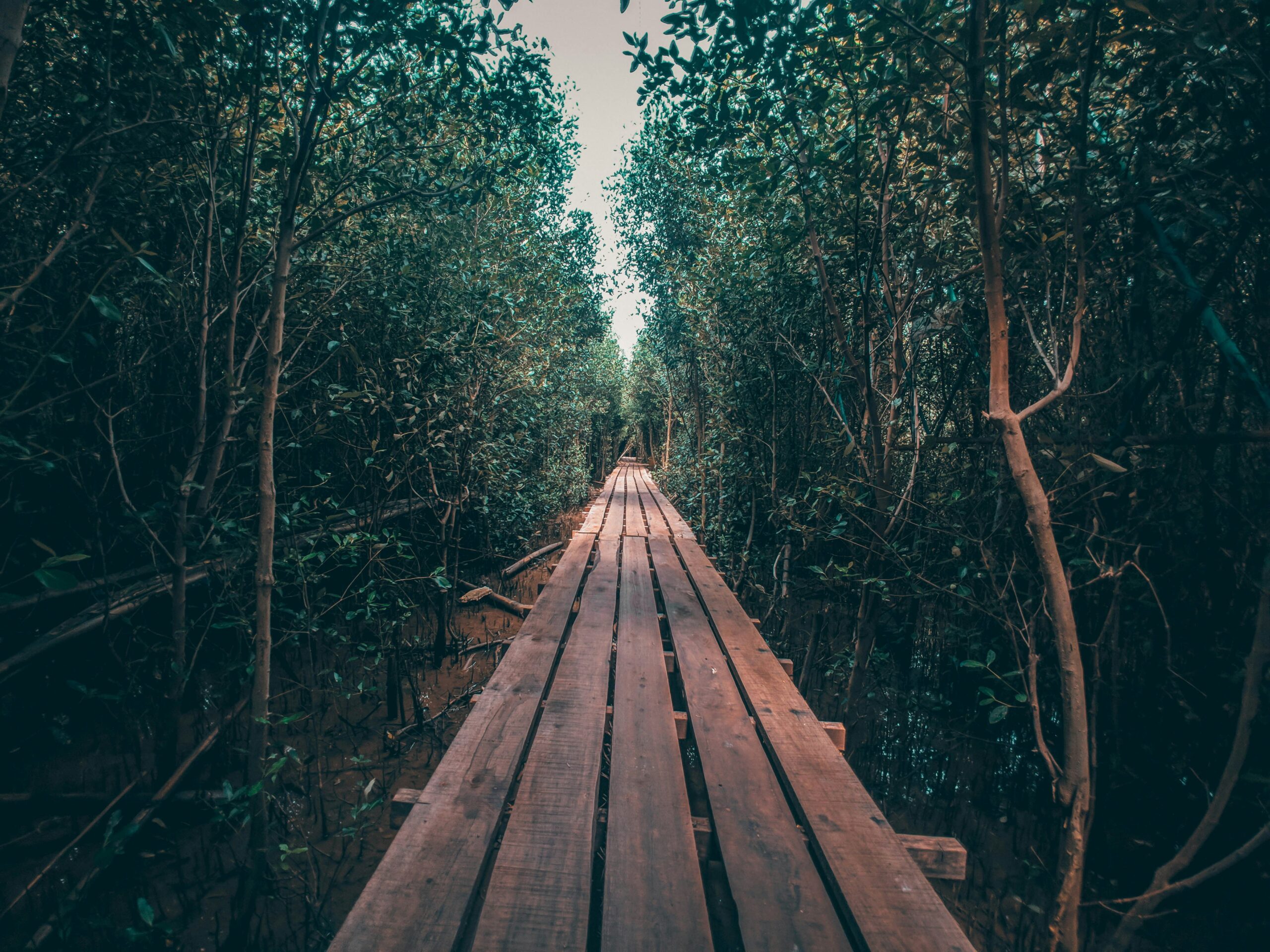 brown wooden pathway in between green trees during daytime