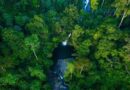 Indonesian Tropical Rainforest: A Paradise of Flora and Fauna Full of Diversity