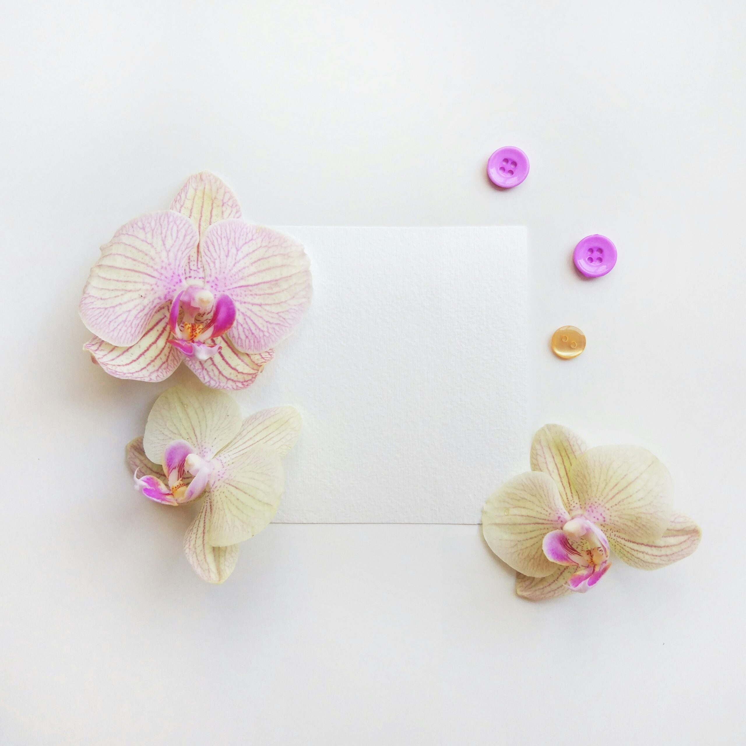 beige orchid flowers on white surface