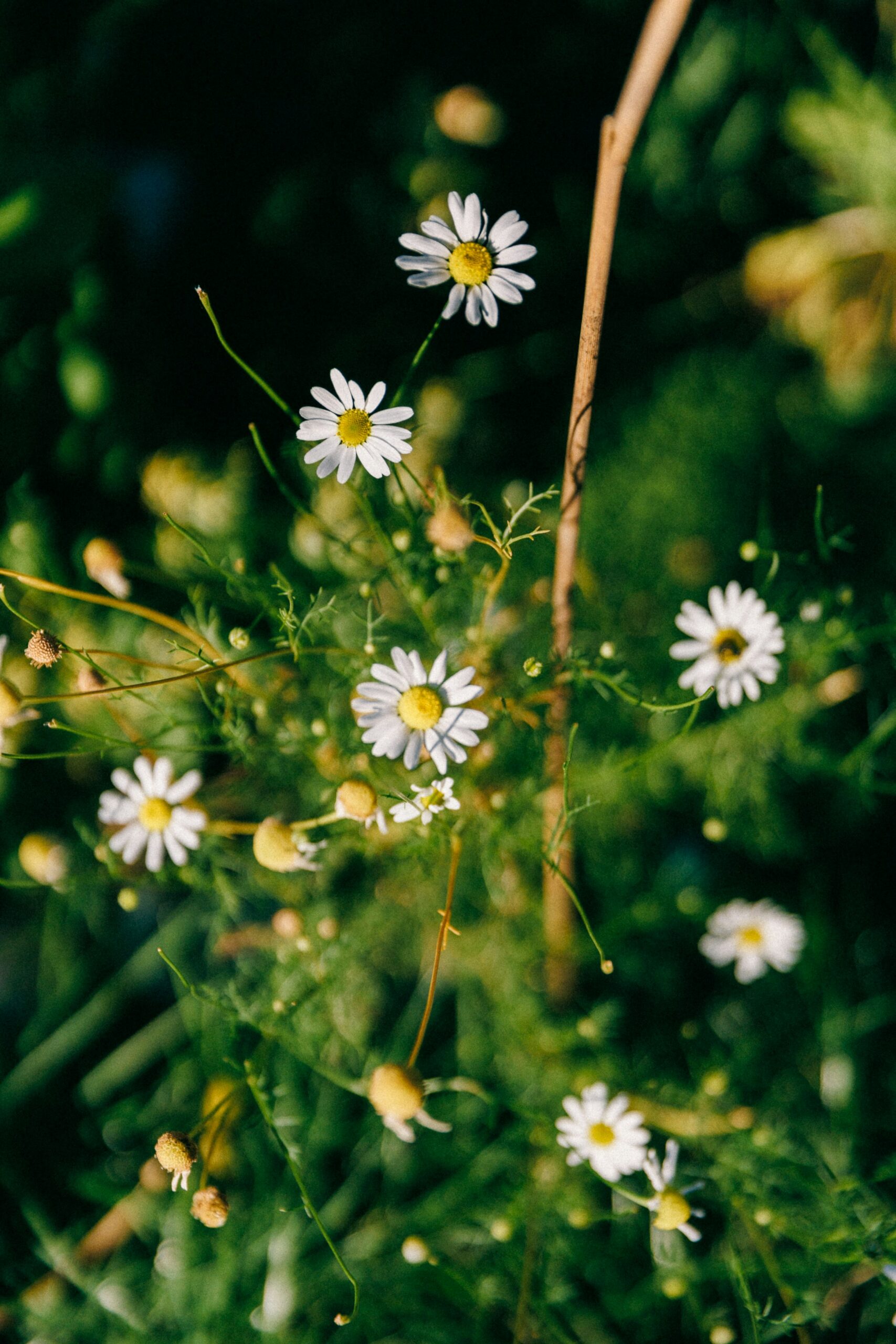 A bunch of daisies that are growing in the grass