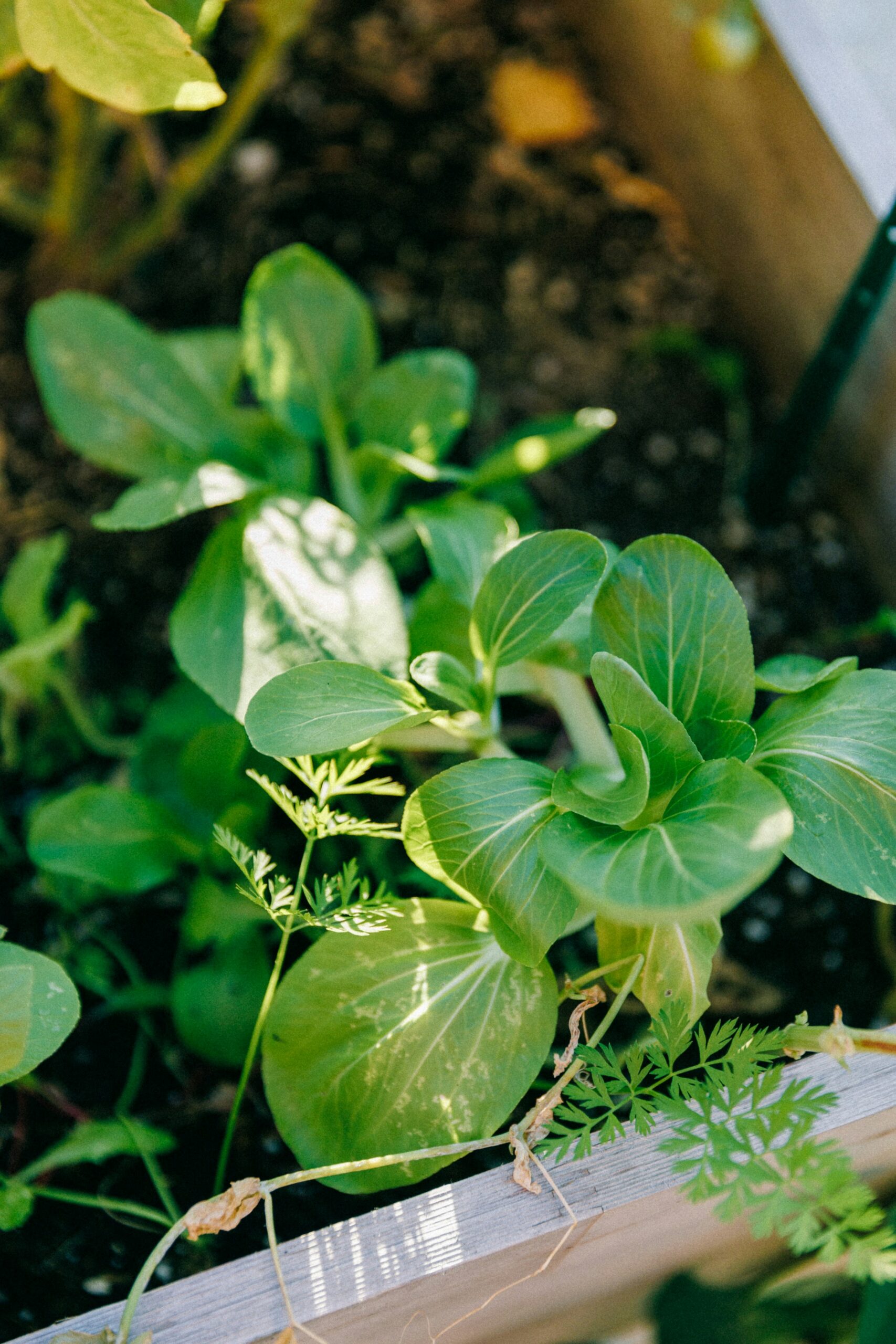 A close up of a plant in a garden