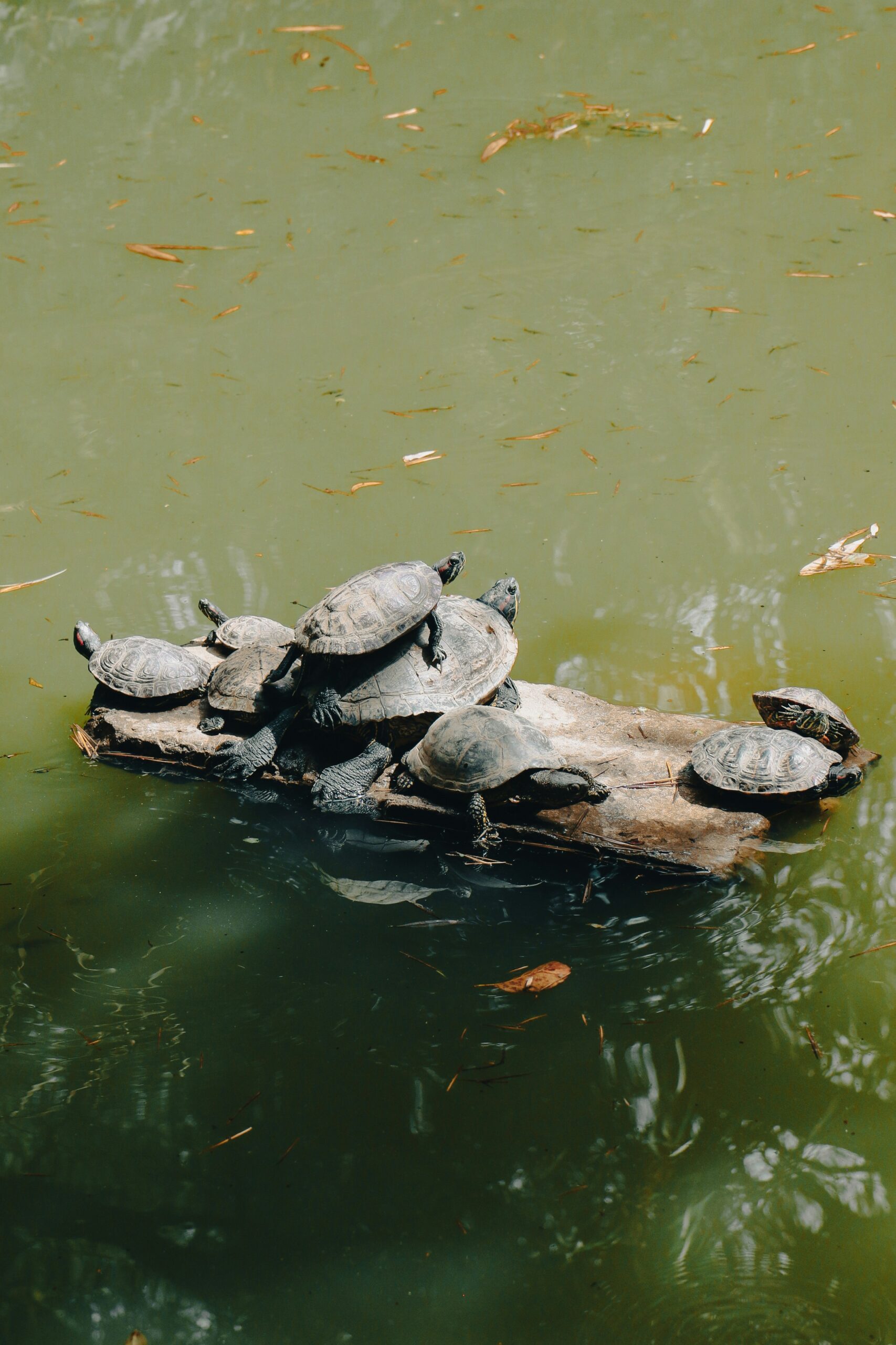 A group of turtles sitting on top of a log in a pond