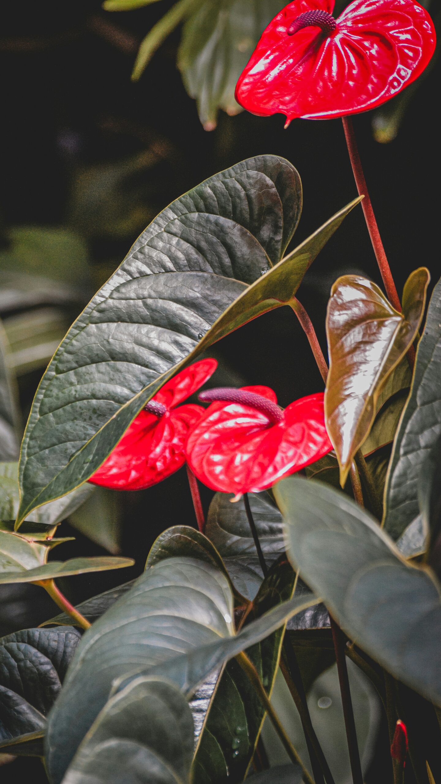 A red flower with green leaves in the background