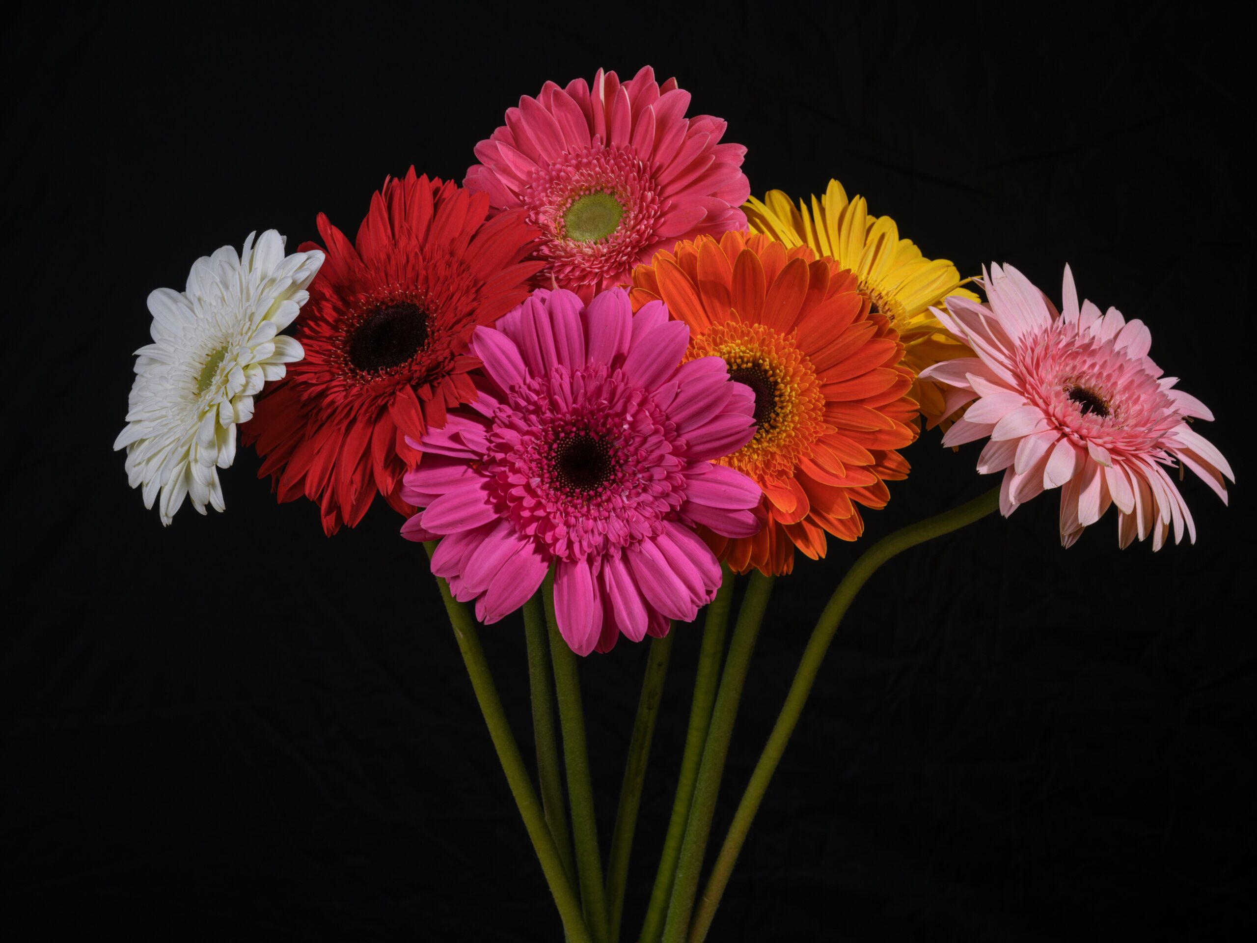 a bunch of colorful flowers in a vase