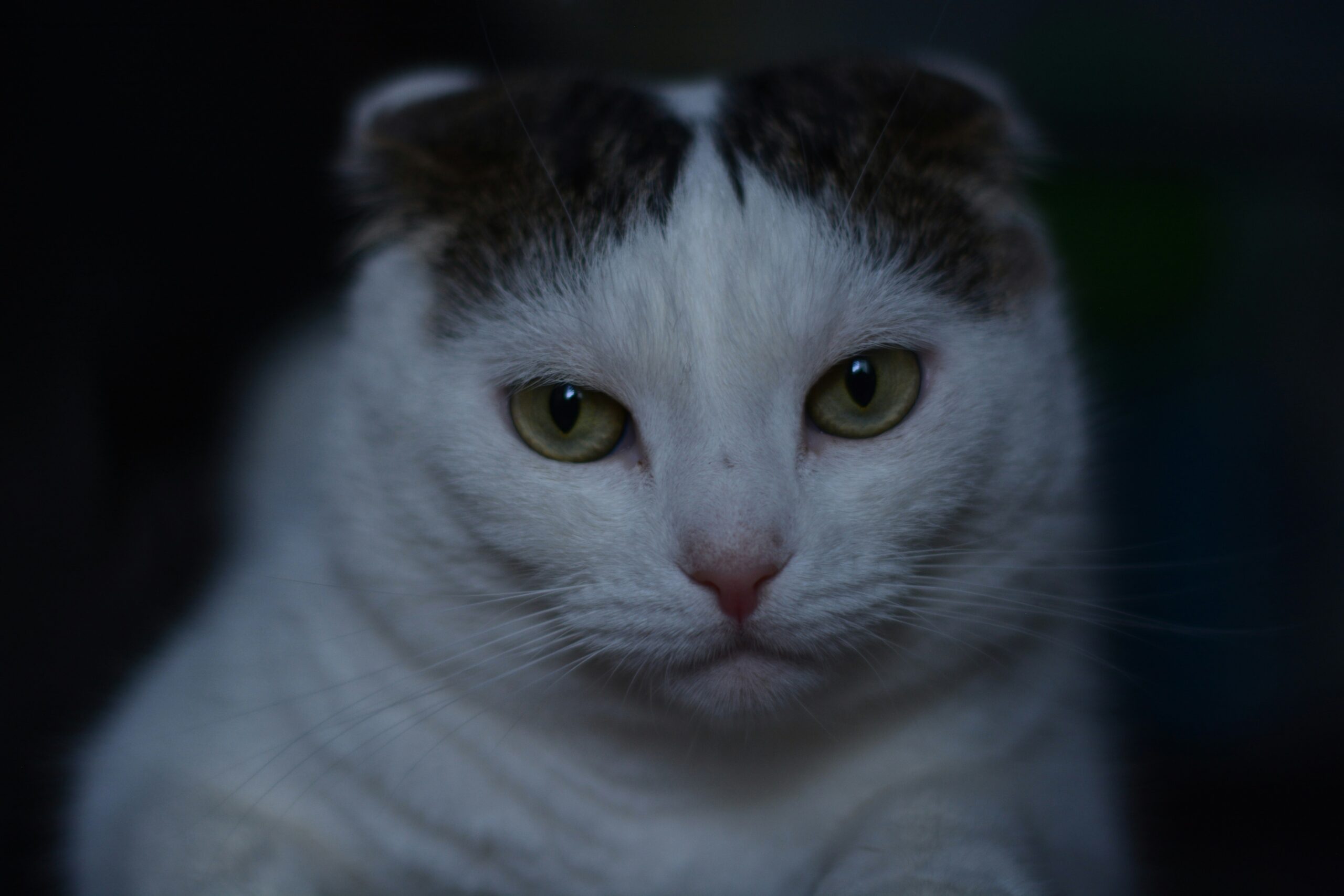 a close up of a cat with green eyes