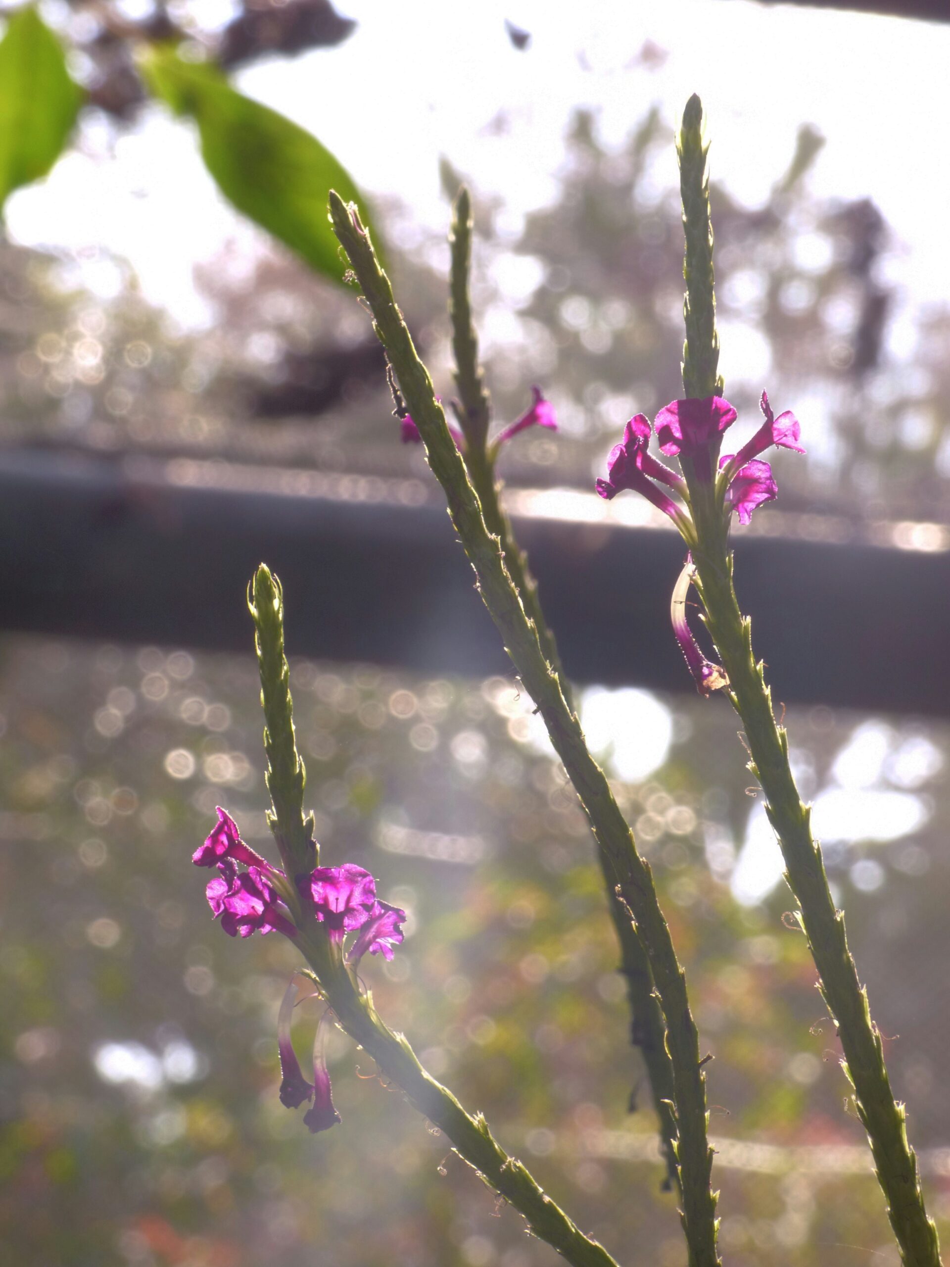 a close up of a plant with purple flowers