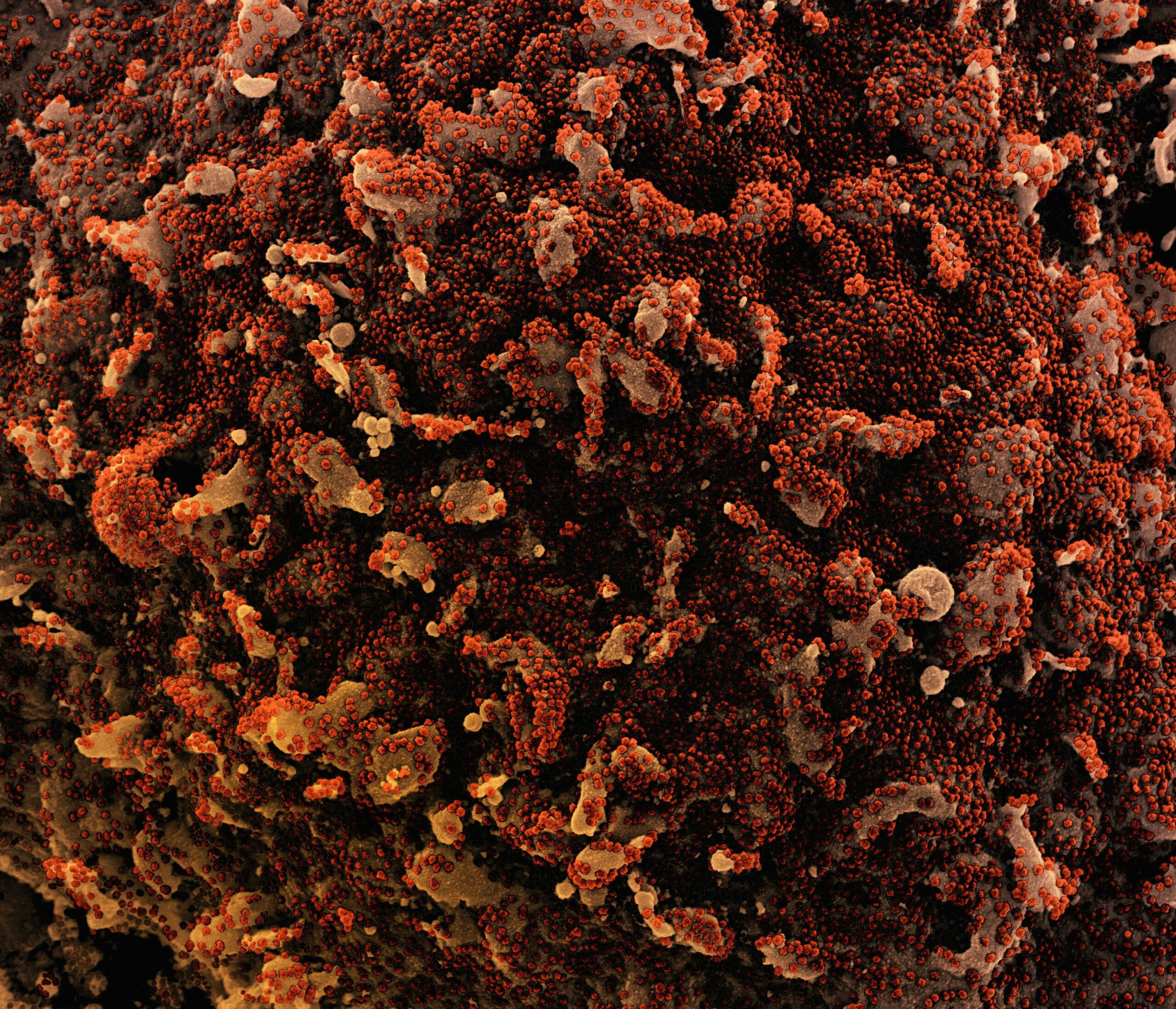 a close up of a red and brown substance