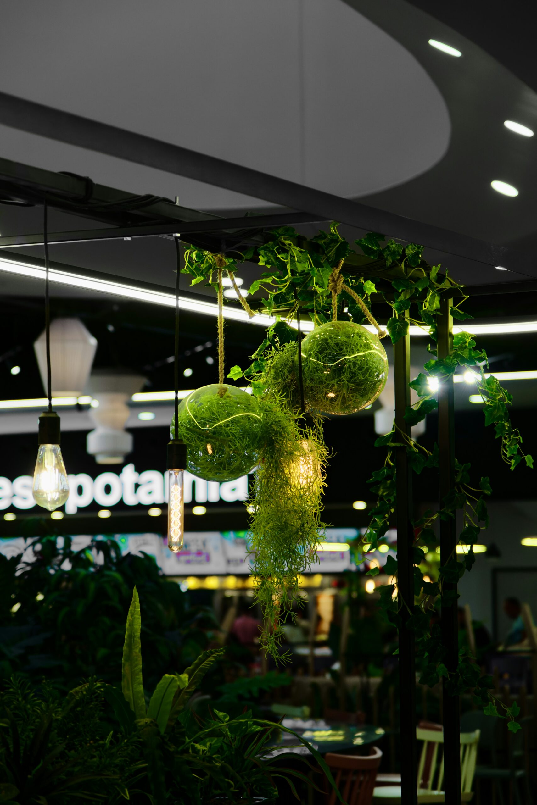 a green plant hanging from a ceiling in a restaurant