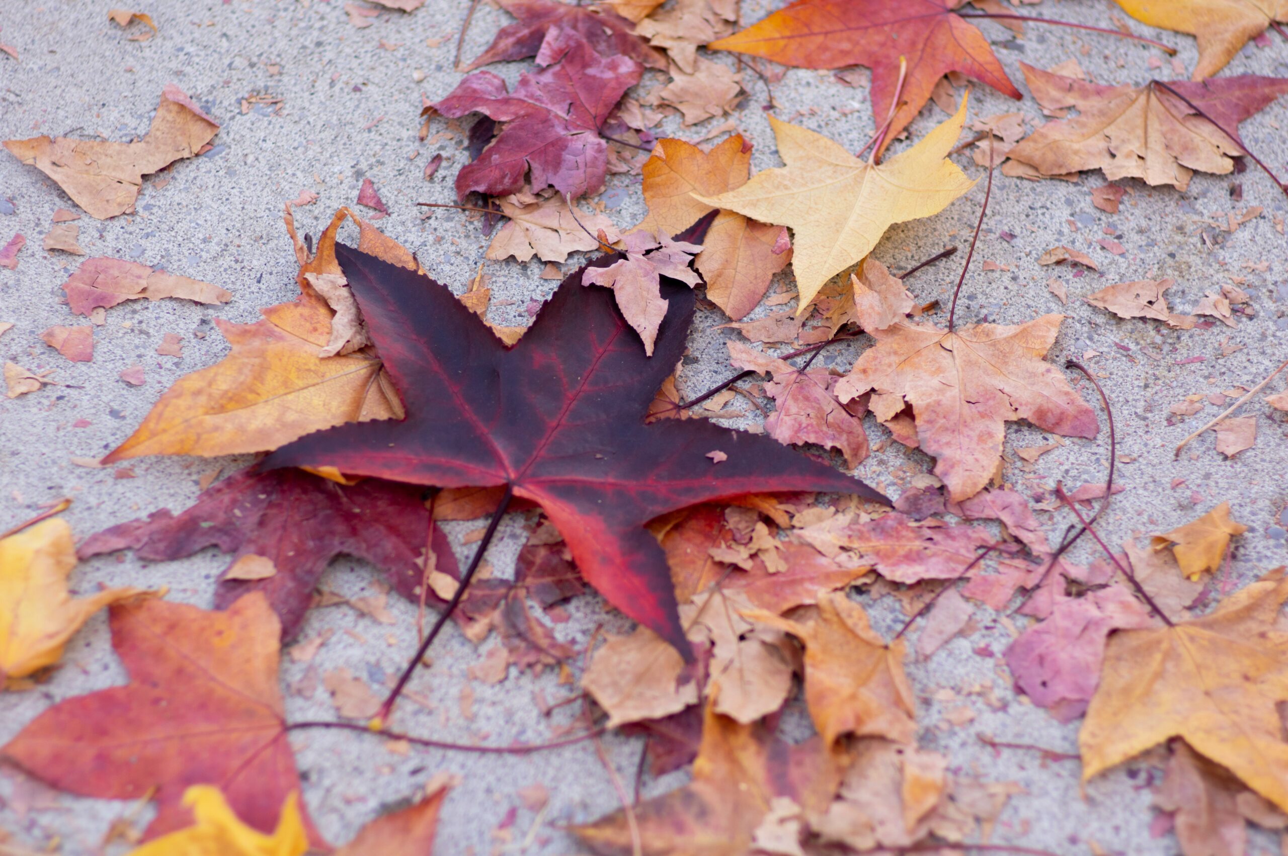 a group of leaves laying on the ground