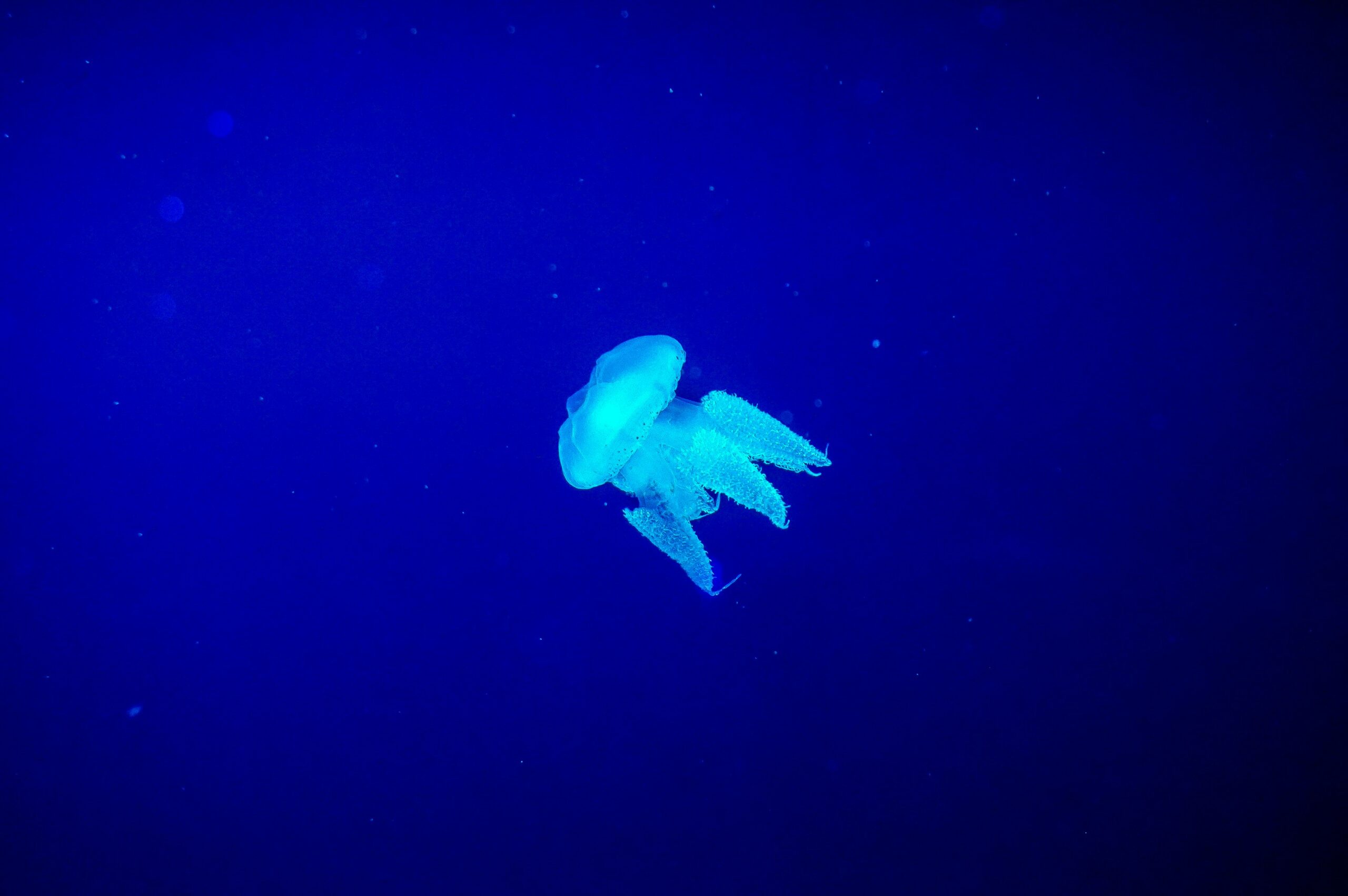 a jellyfish swimming in the deep blue water