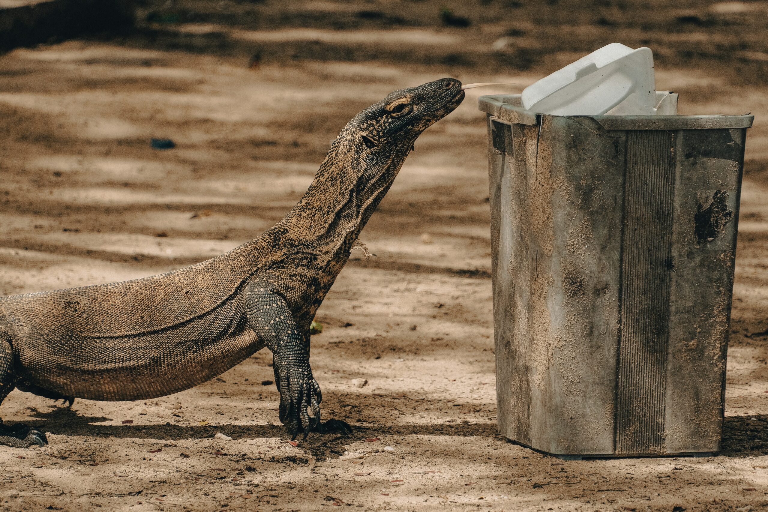 a large lizard standing next to a trash can