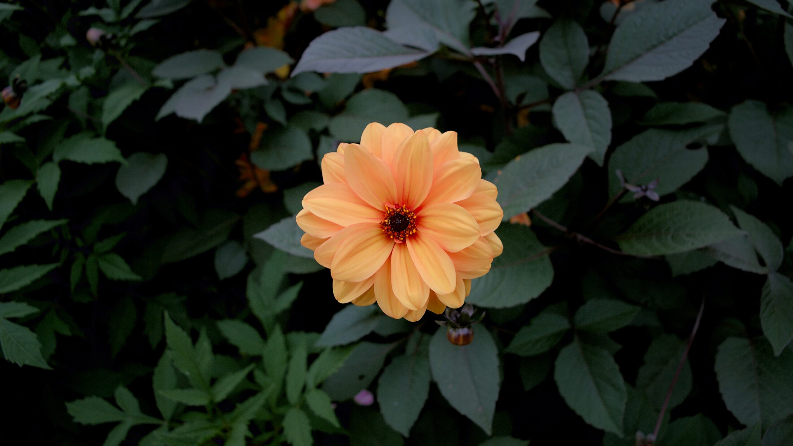 a large orange flower sitting on top of a lush green field