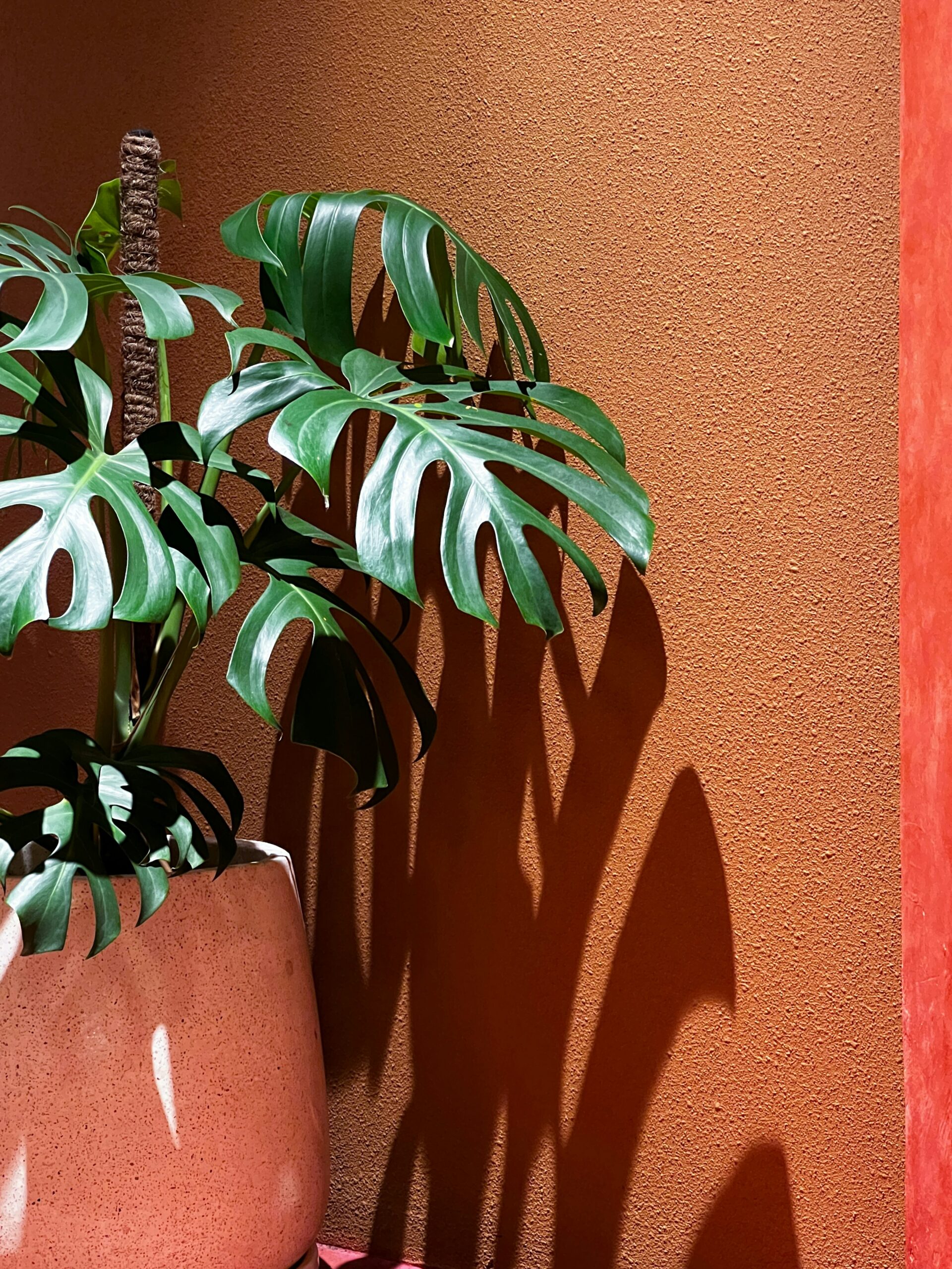 a plant casts a shadow on a wall