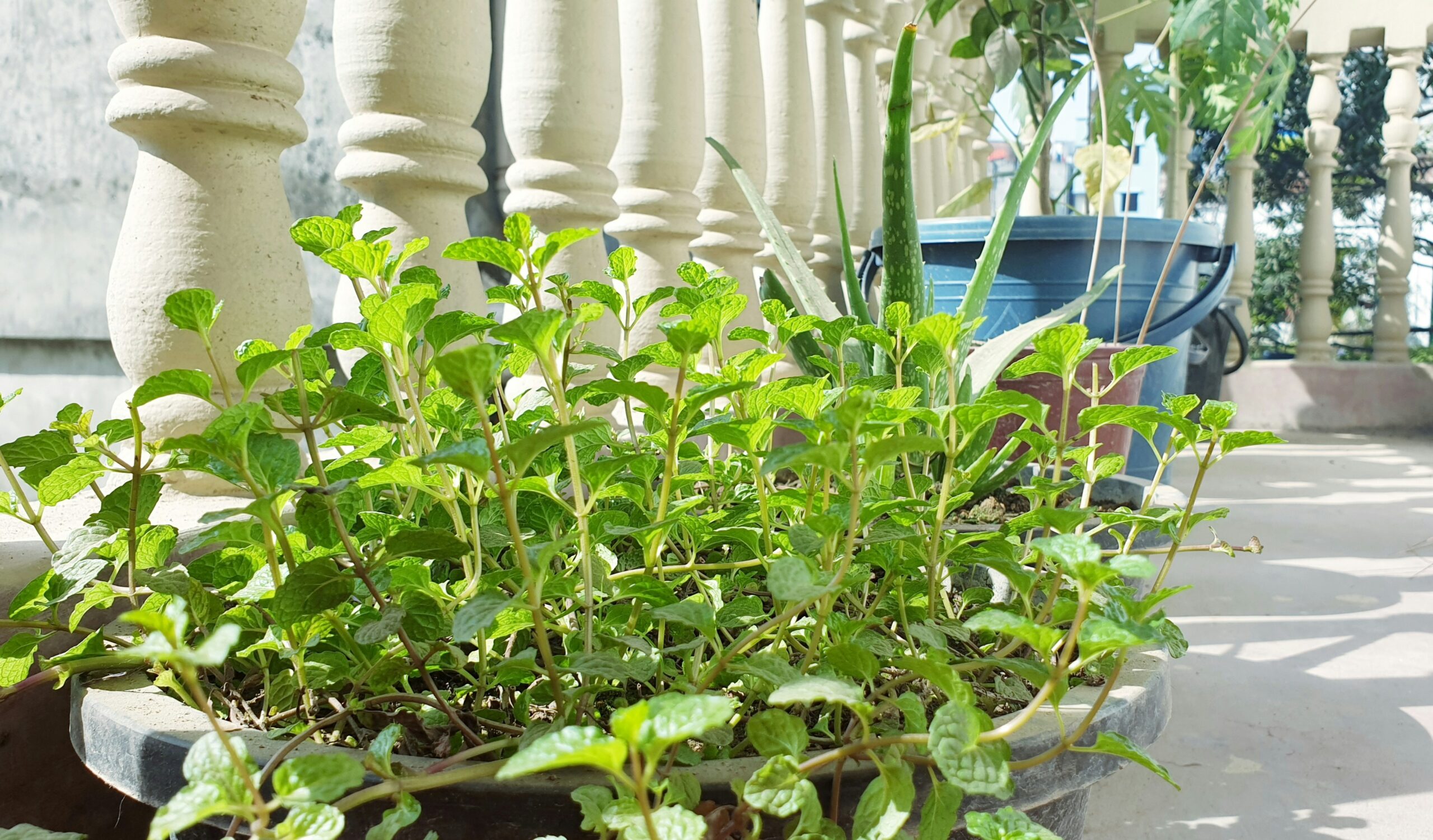 a potted plant sitting on the side of a building