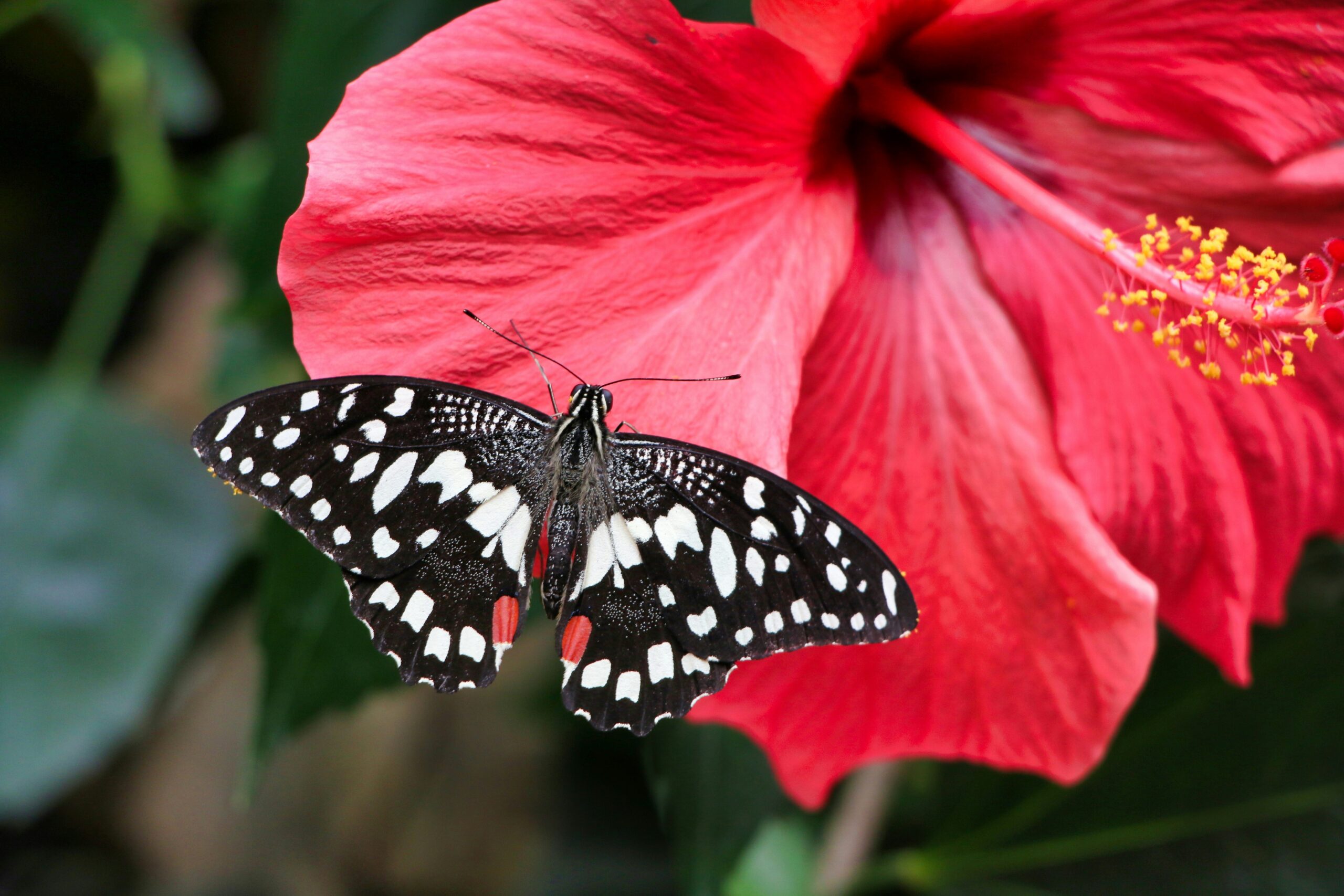 black and white butterfly on pink flower