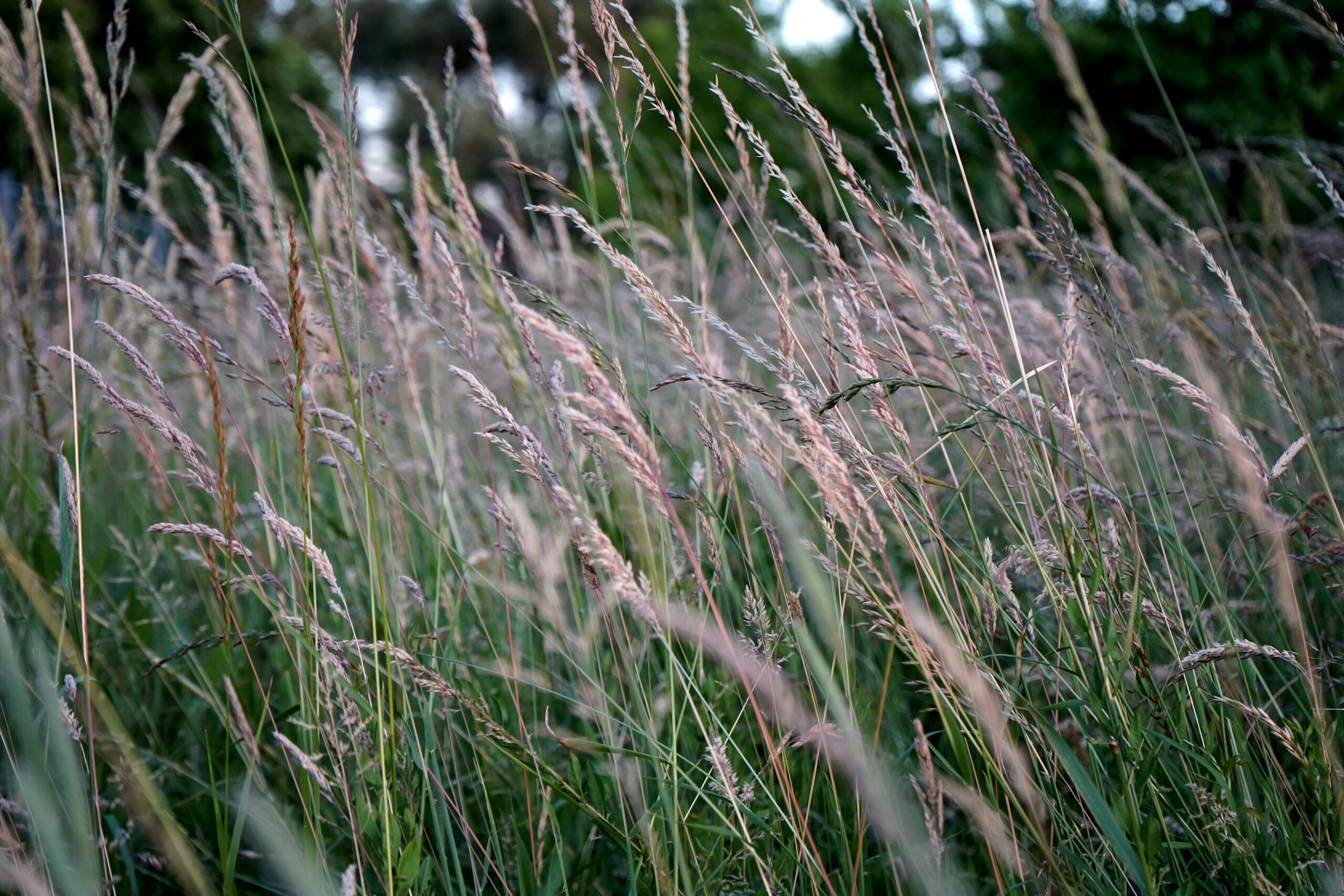 close up of grass