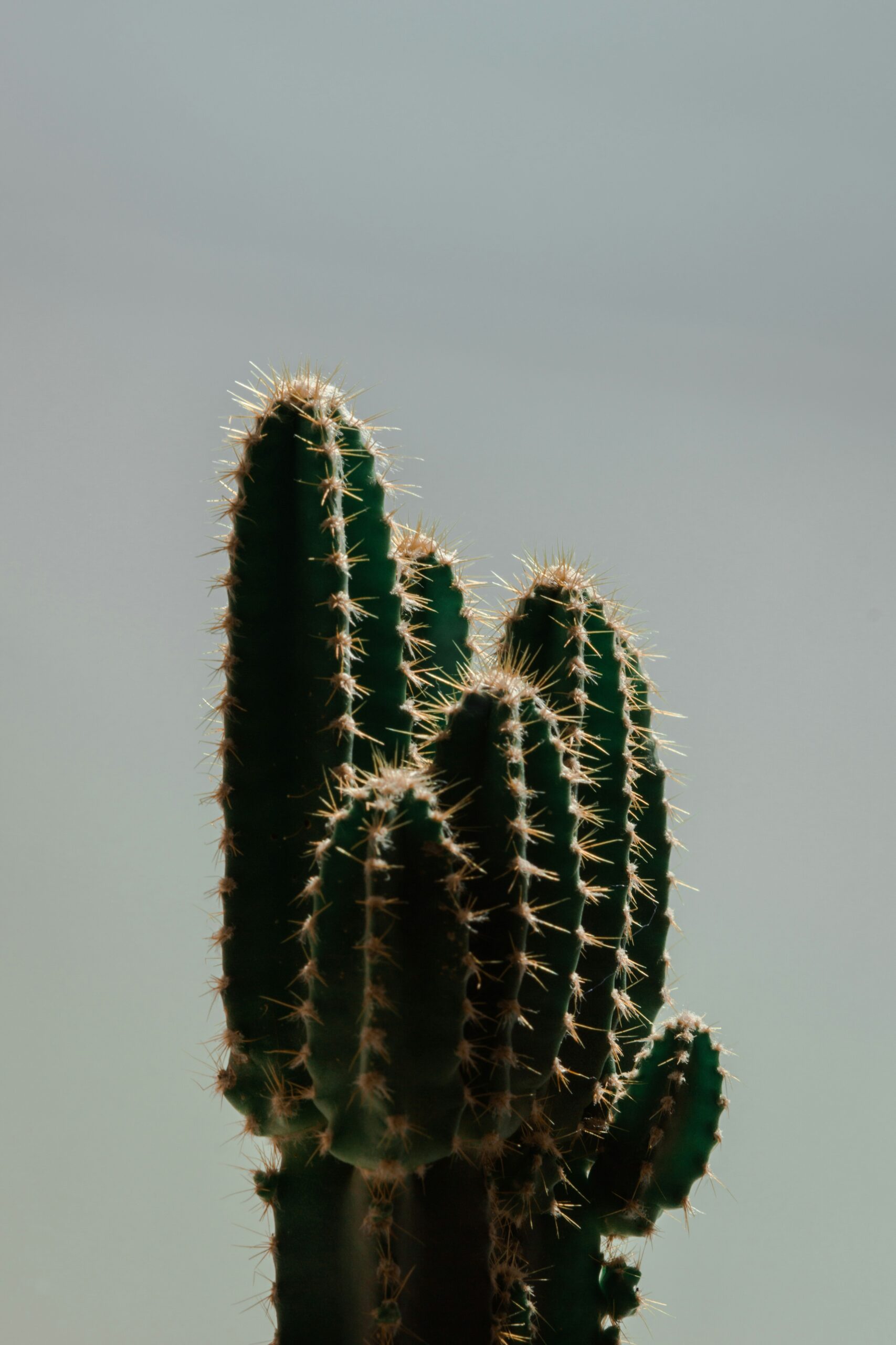 green cactus plant during daytime