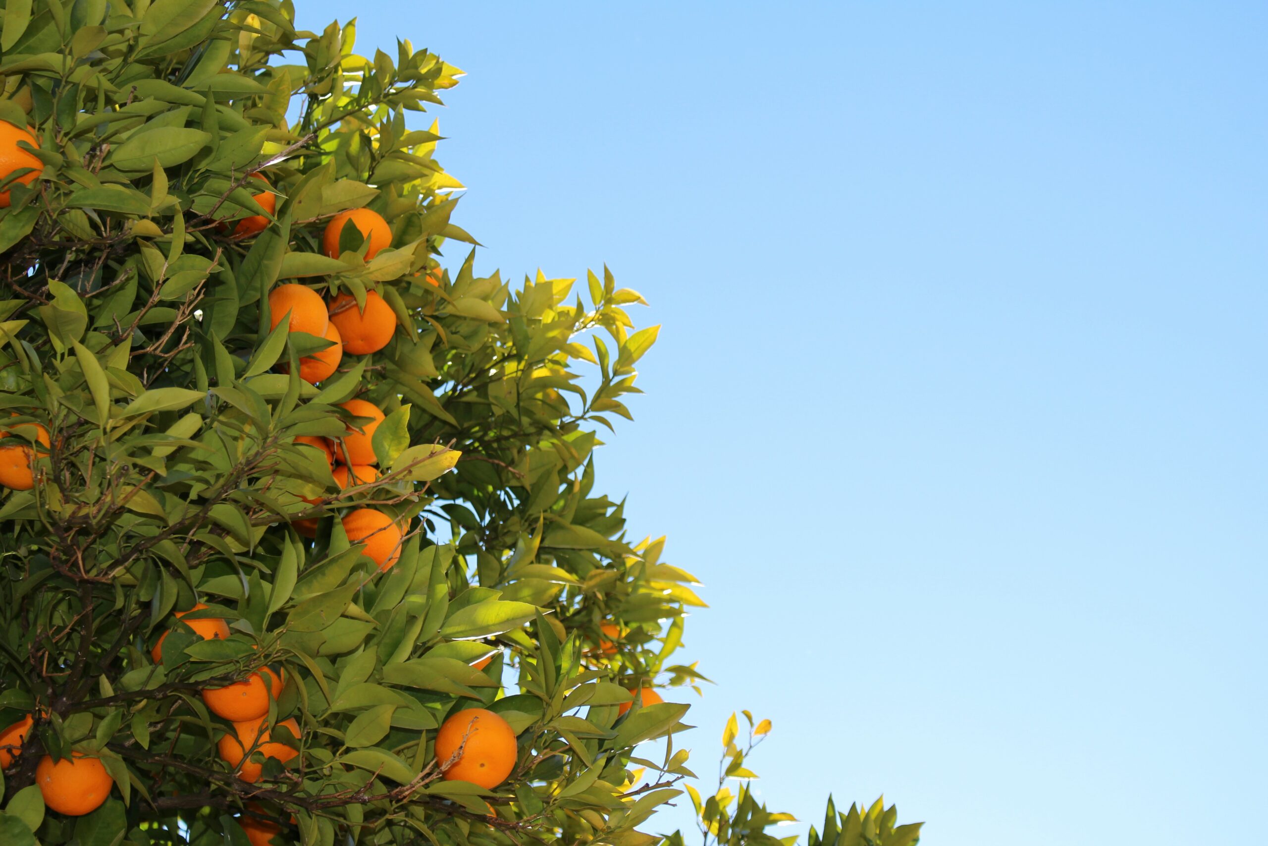 orange fruits in tree