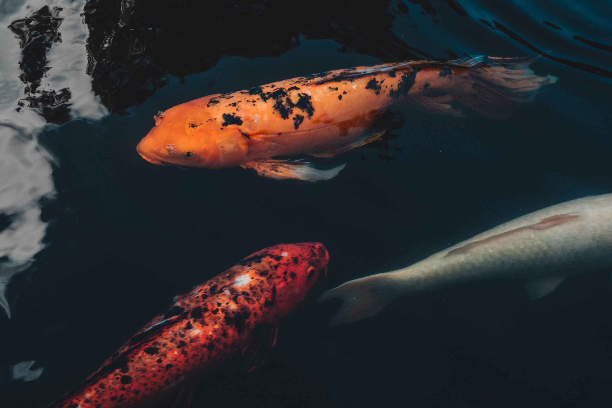 three koi fishes