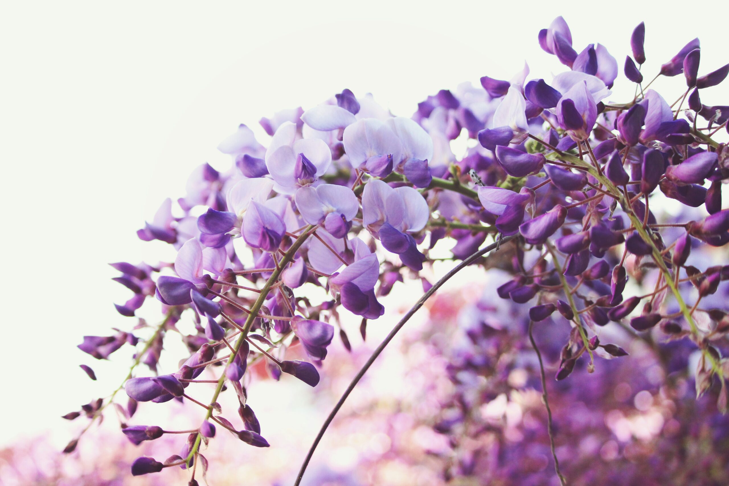 tilt shift lens photography of purple flowers