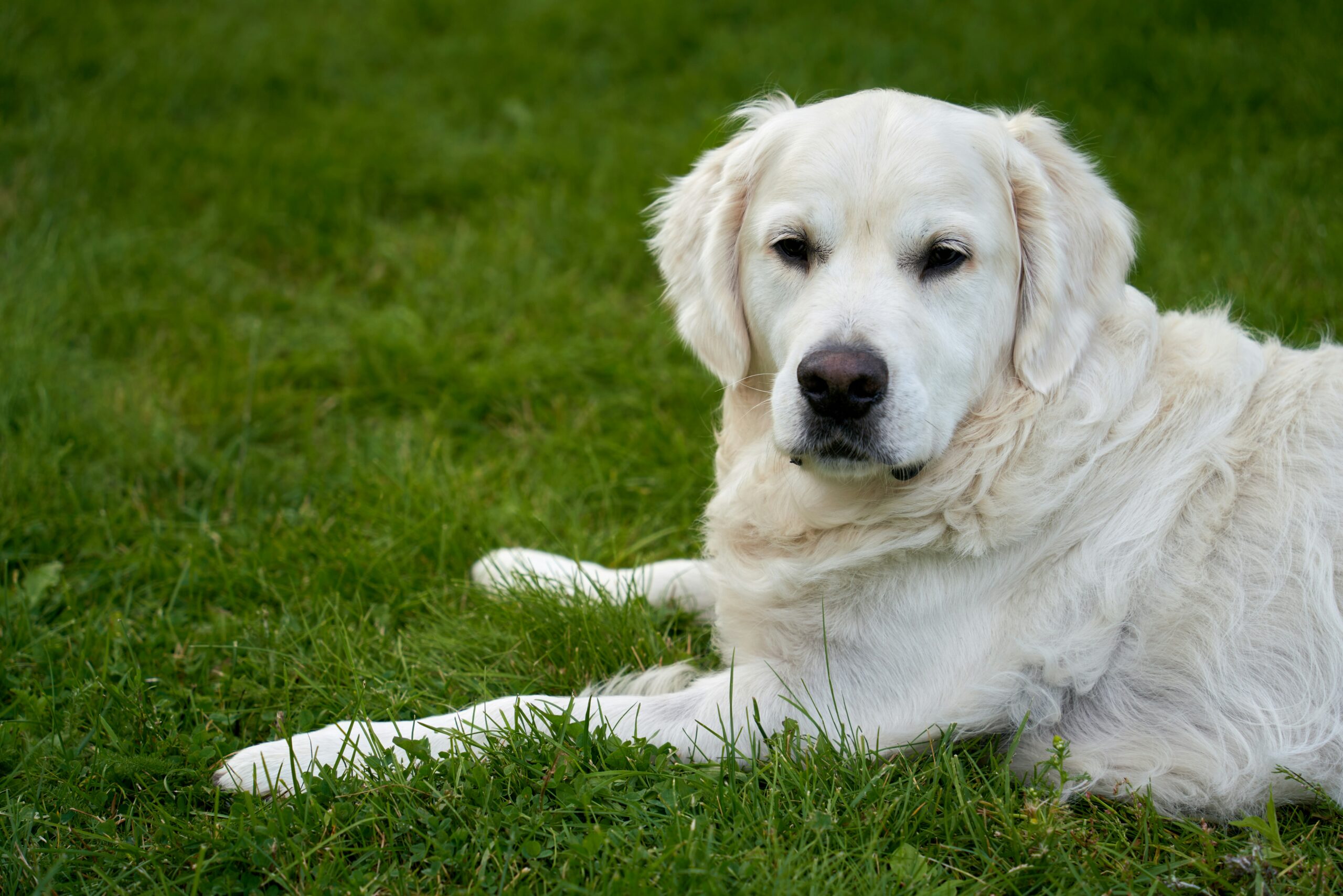 A large white dog laying on top of a lush green field