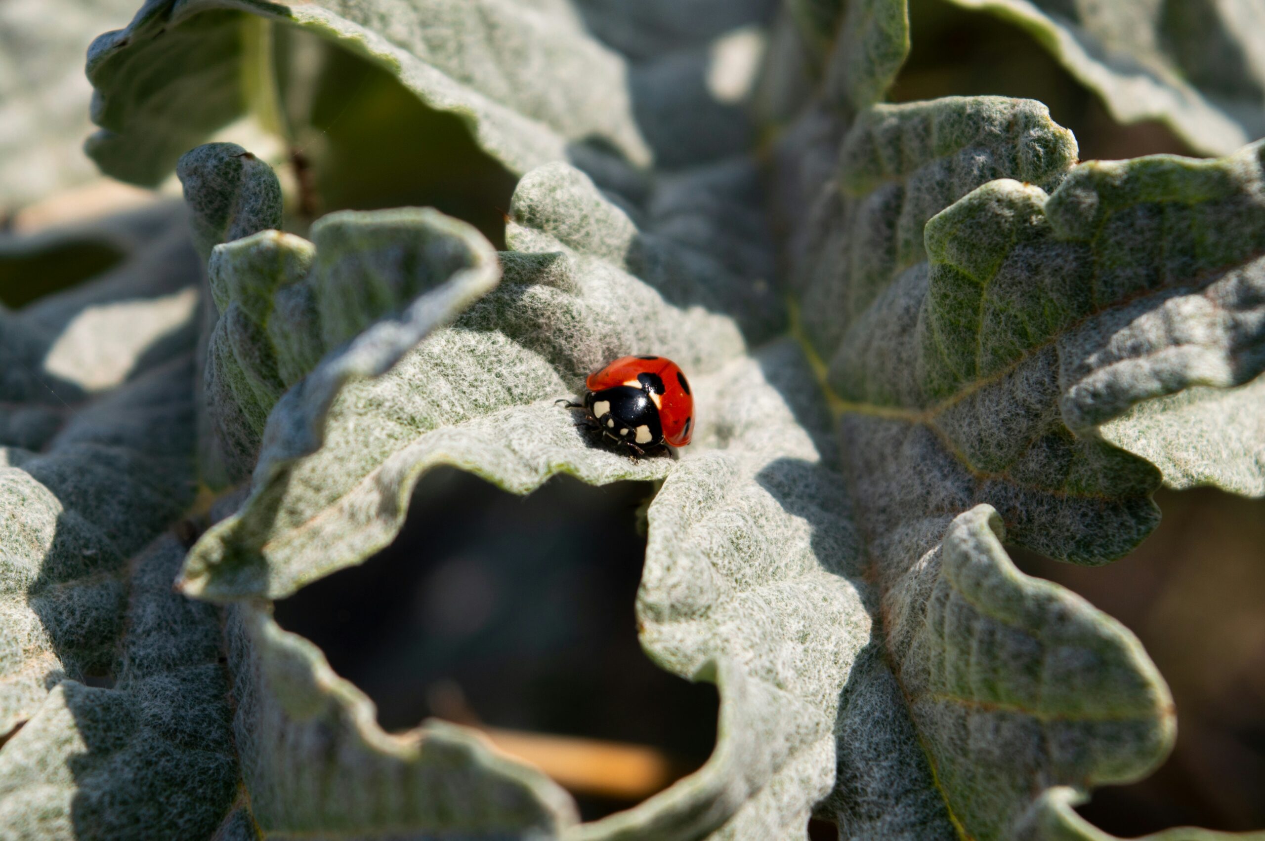 a red and black bug sitting on top of a leaf