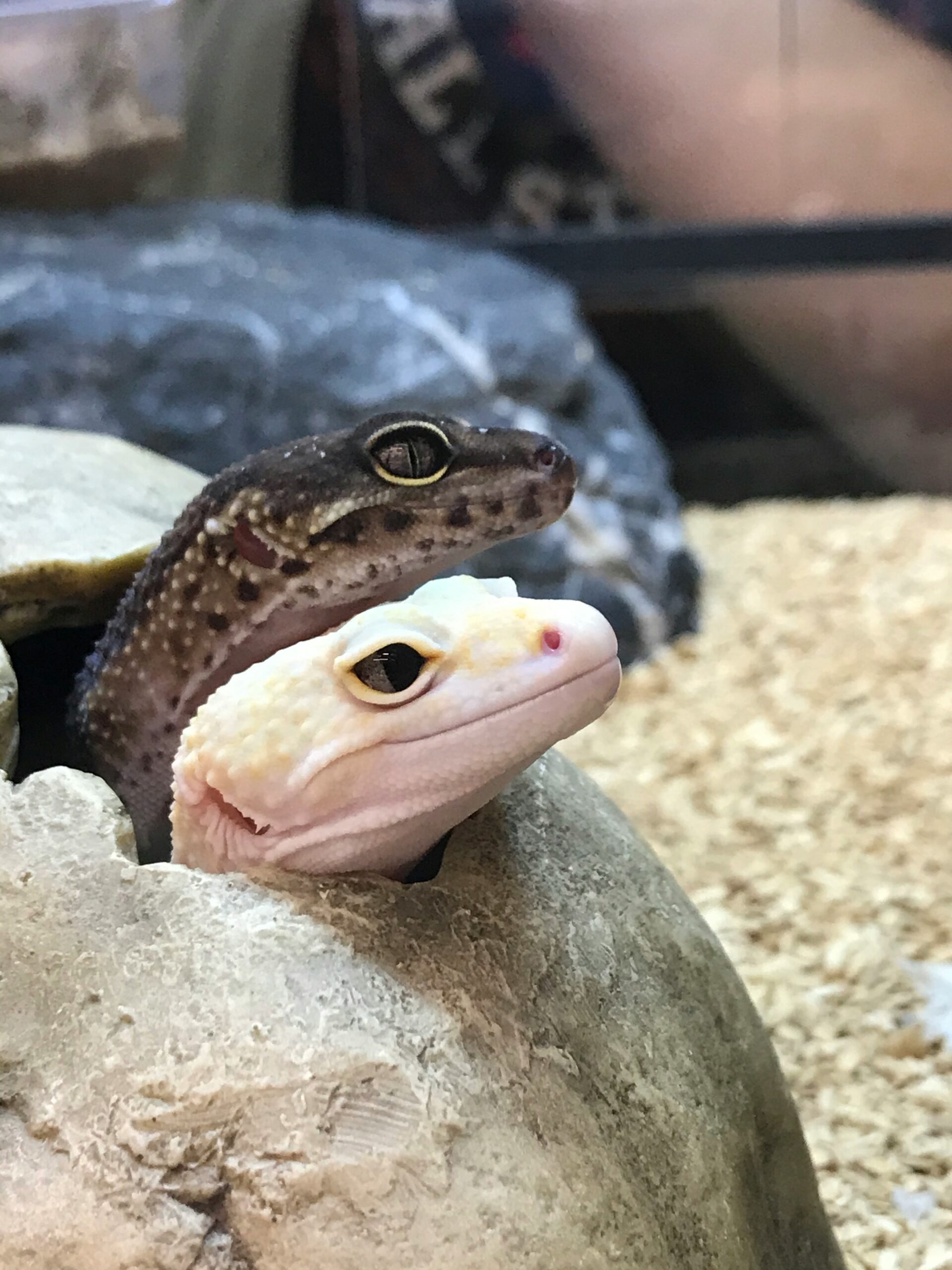 black and white snakes photograph