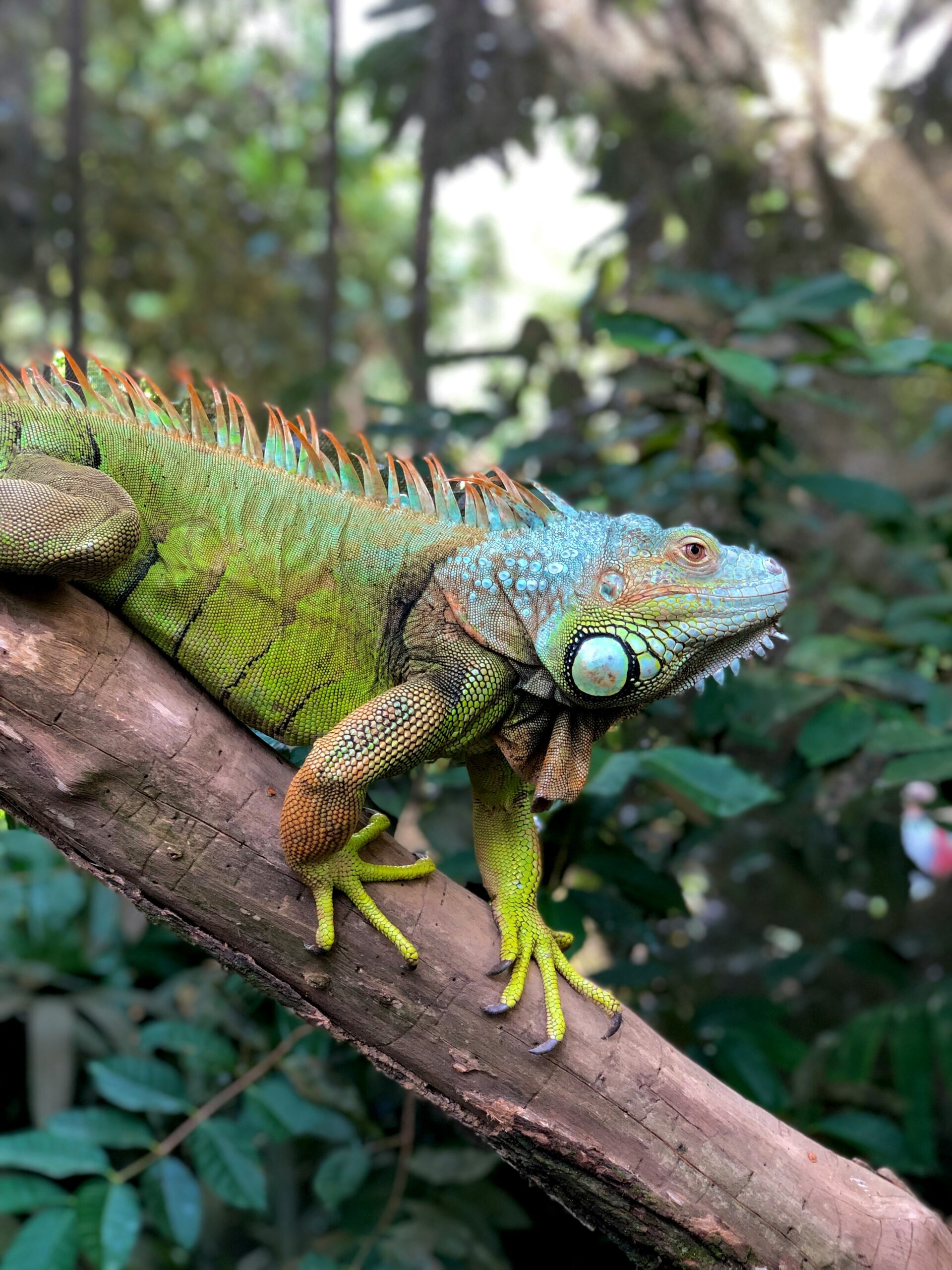 green and brown iguana on brown tree branch during daytime