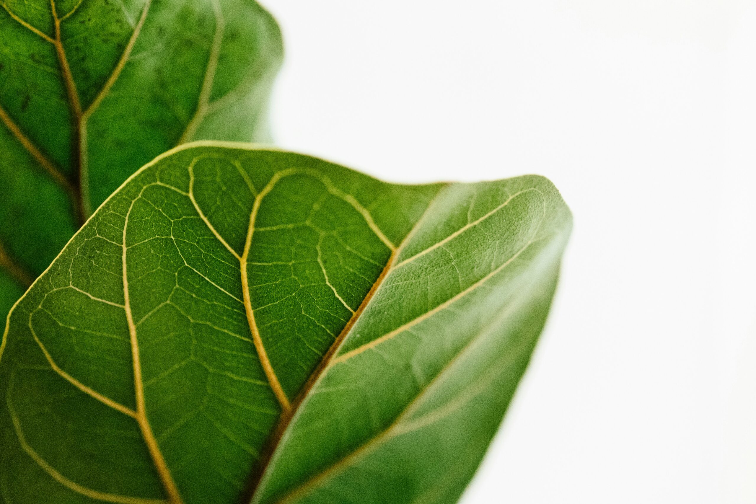 green leaves